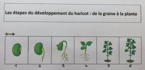 CLASSE DE MS/GS Mme AH-KO | Blogue De Continuité Pédagogique | Page 11