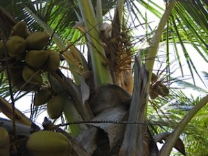 Nous voyons ici le chou de coco que nous pouvons manger en gratin....