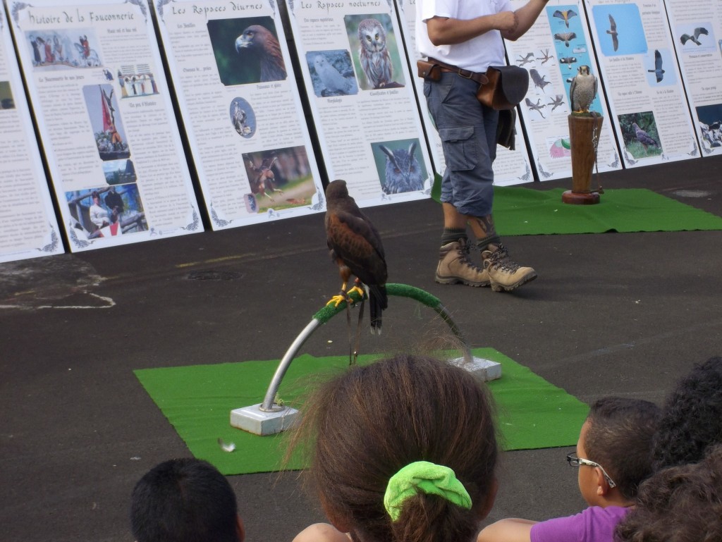 Un rapace (oiseau de proie)