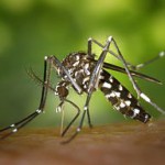 Aedes-albopictus