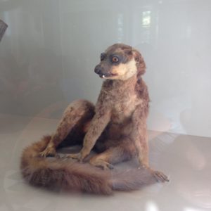 Voici un lémurien naturalisé exposé dans une vitrine du Muséum, mais on ne sait pas depuis combien de temps. Si on ne voit pas d'insectes, c'est que le taxidermiste a bien fait son boulot!